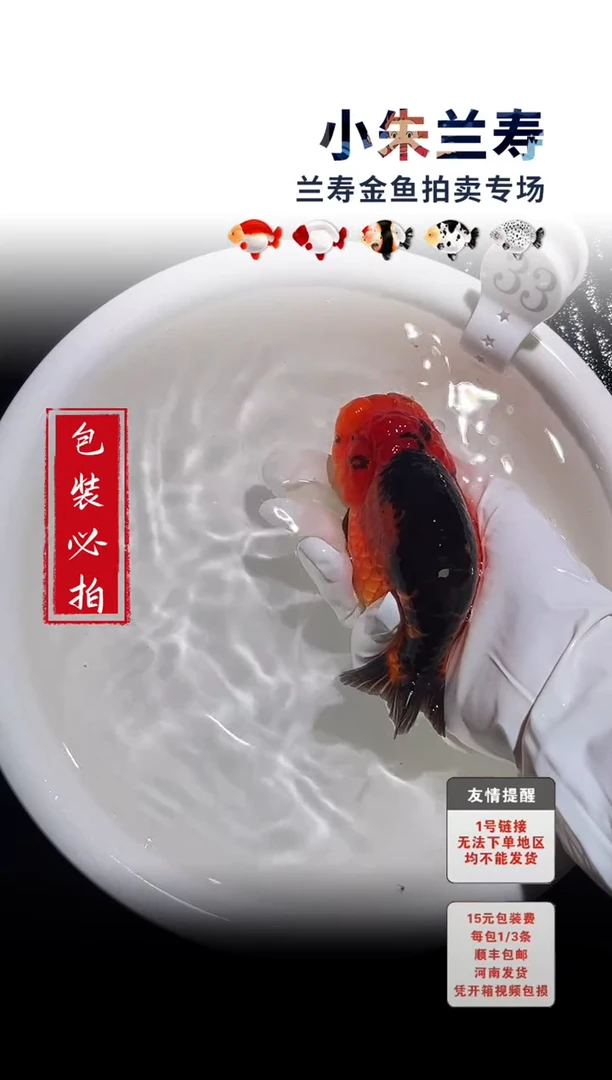 金鱼包装必拍未拍顺丰到付33号