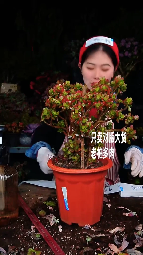 【闪购商品】摇钱树8号