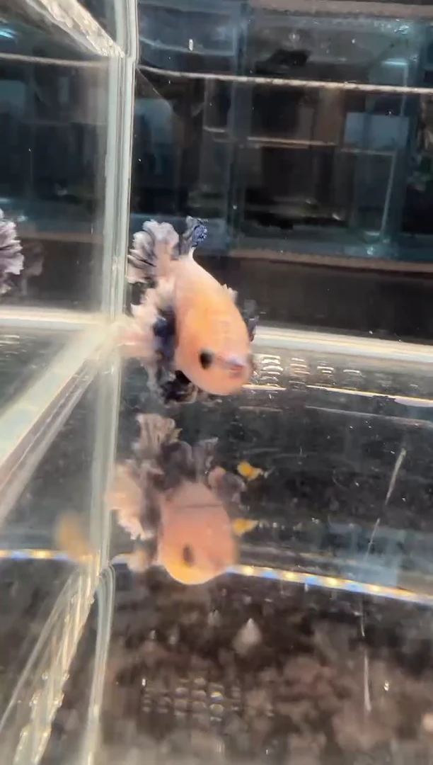 斗鱼斗鱼绣球大耳朵