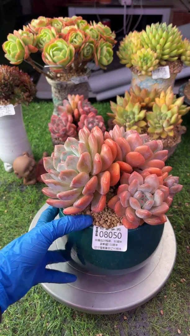 昆明印象多肉08050