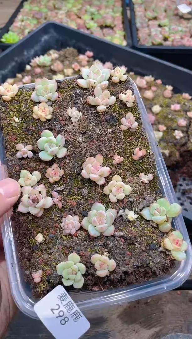 298雪恋人      量拍