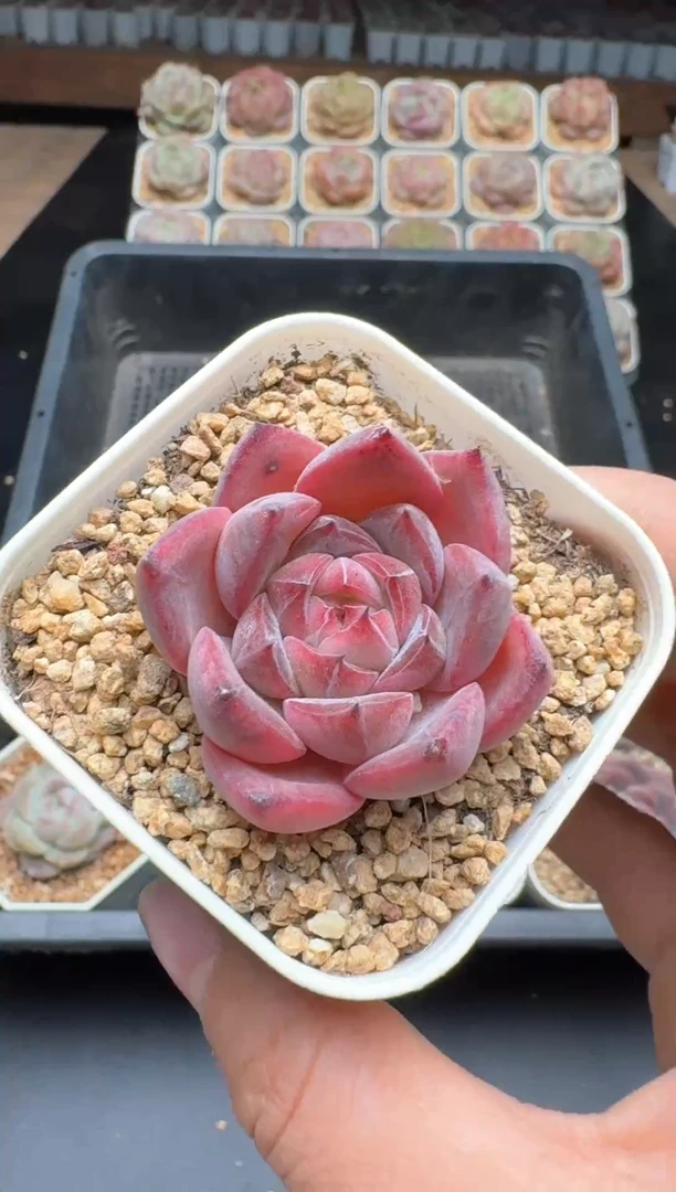 【闪购商品】638E号一物一拍多肉花卉植物3颗起发