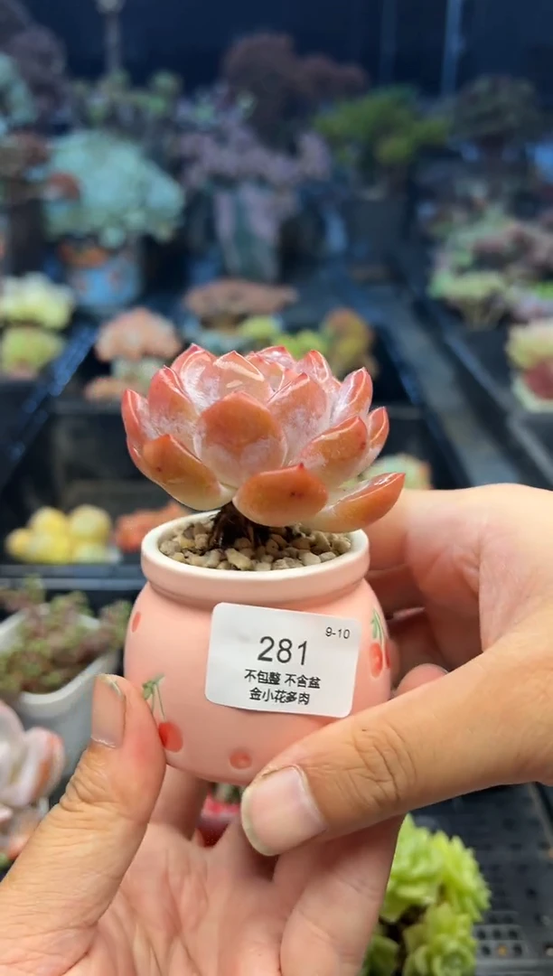 涵**媛281              不带盆