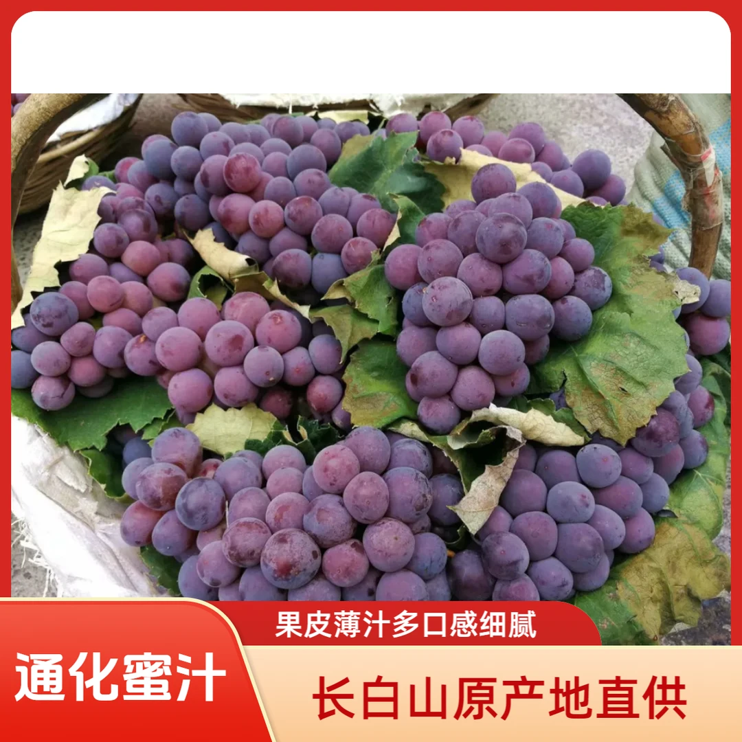 长白山通化蜜汁葡萄皮薄多汁果肉细腻孕妇葡萄宝宝葡萄