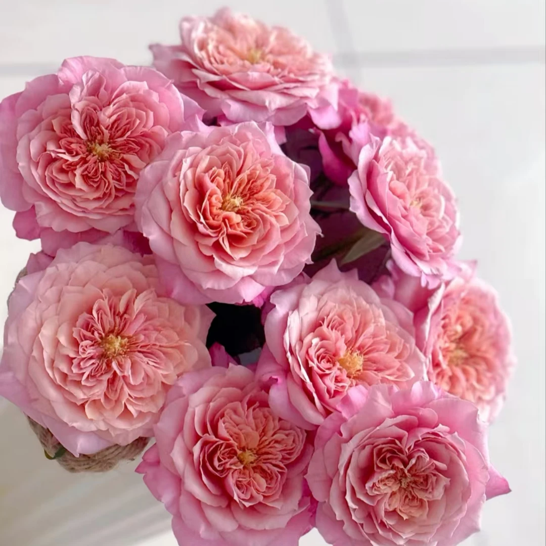 (雅致皇后玫瑰）单头玫瑰云南鲜花基地直发