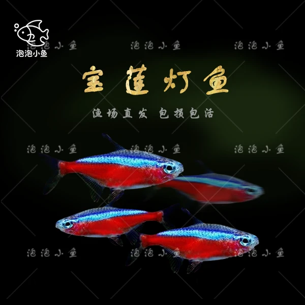 小型热带观赏鱼宝莲灯鱼活体群游淡水灯科鱼
