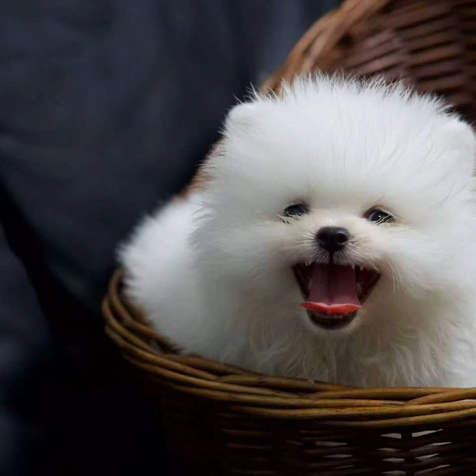 优质博美，平台交易有保障！