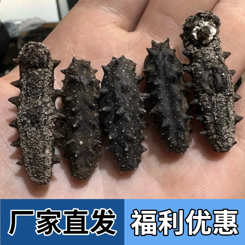 体验 【非养殖】韩货深海纯淡干海参