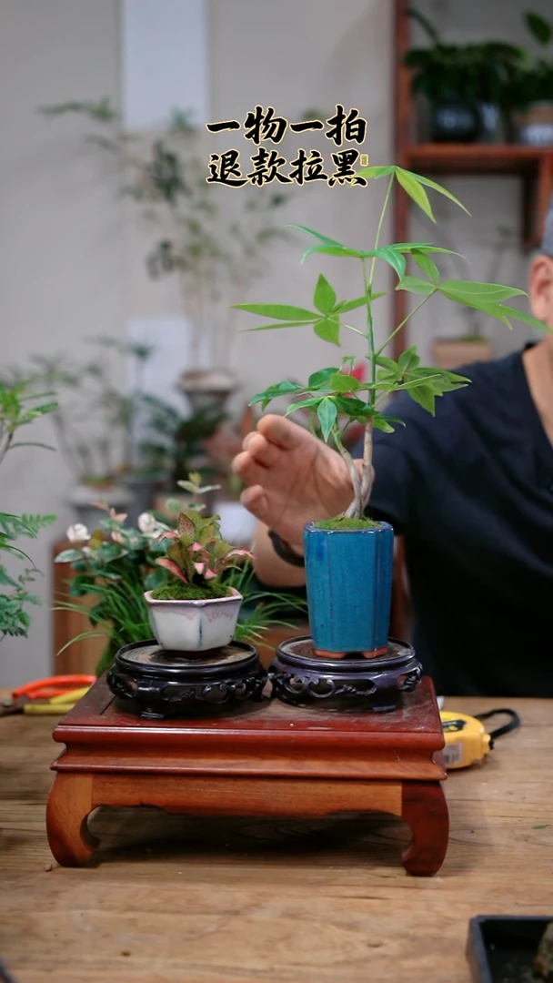 完全开放风*?发财树+网纹草926