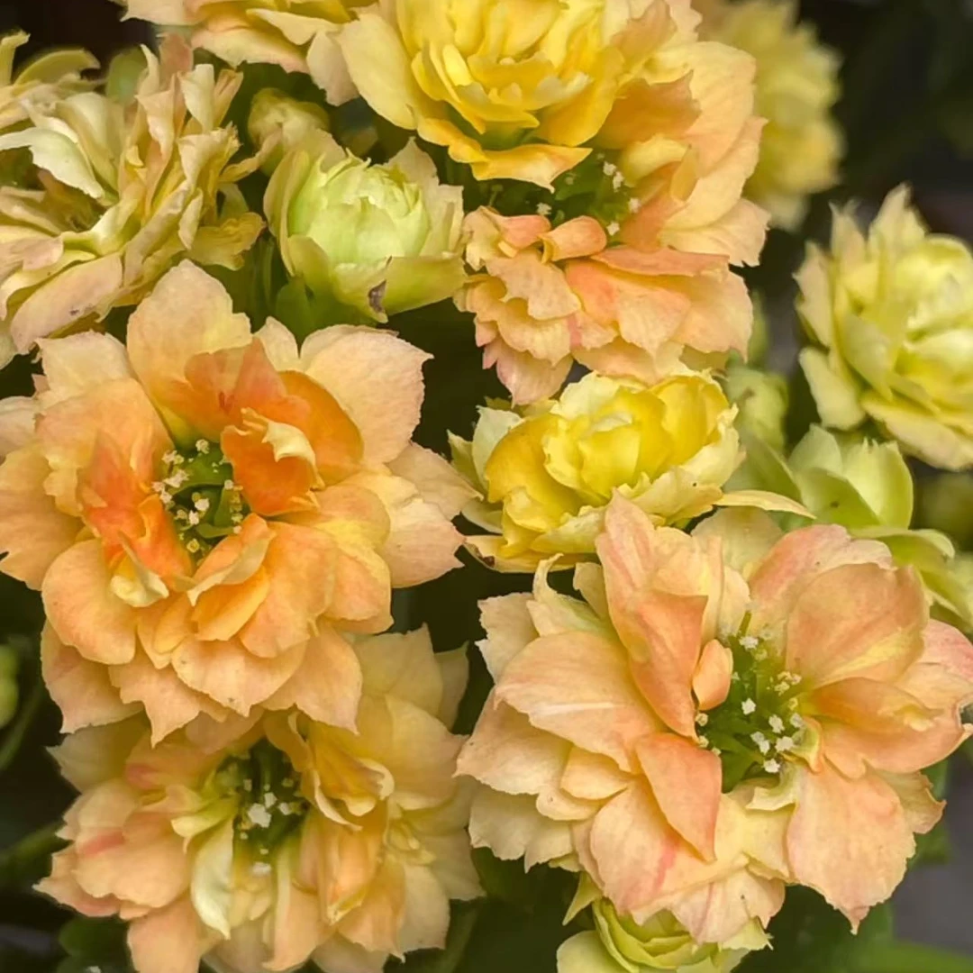 【巴伯尔】长寿花盆栽带花苞四季花易养活阳台窗台办公室花卉