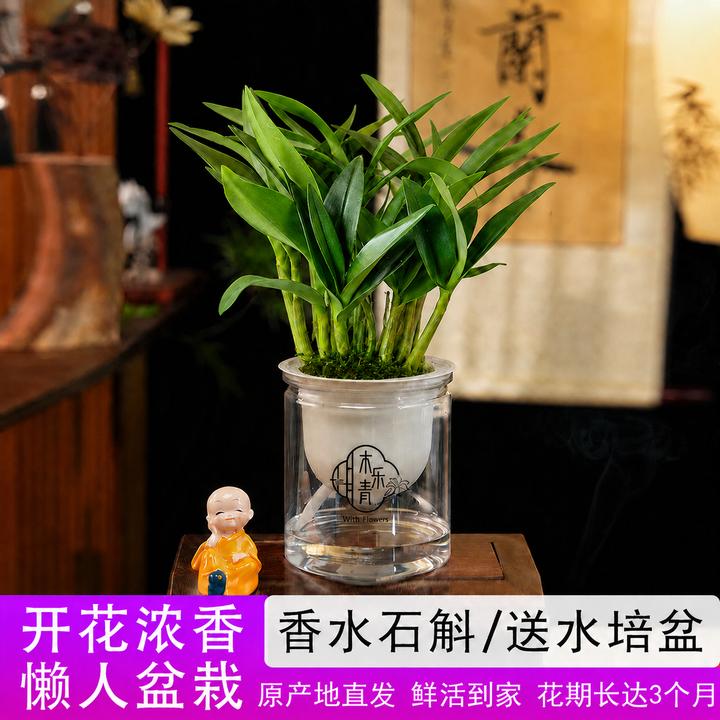 【精品青苗】香水石斛兰 精品澳洲石斛 浓香型 桌面水培盆栽A