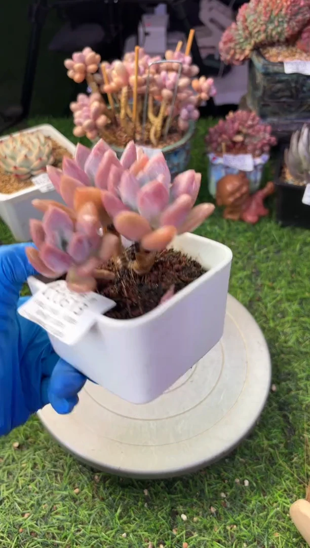 昆明印象多肉00613