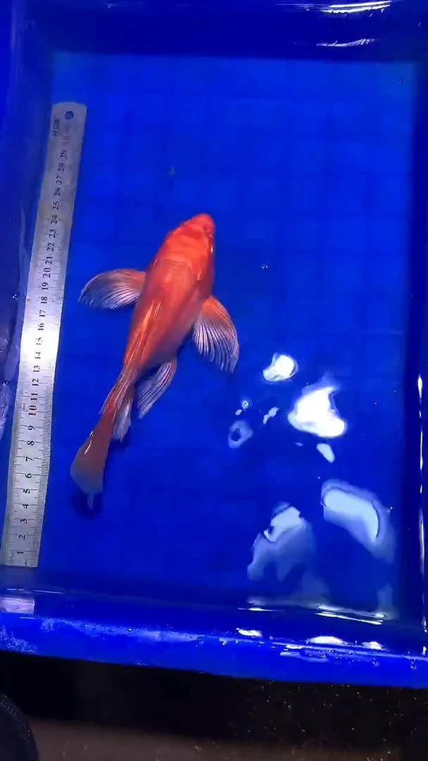 蝴蝶鲤鱼蝴蝶鲤直播选鱼专用链接 凭开箱视频售后
