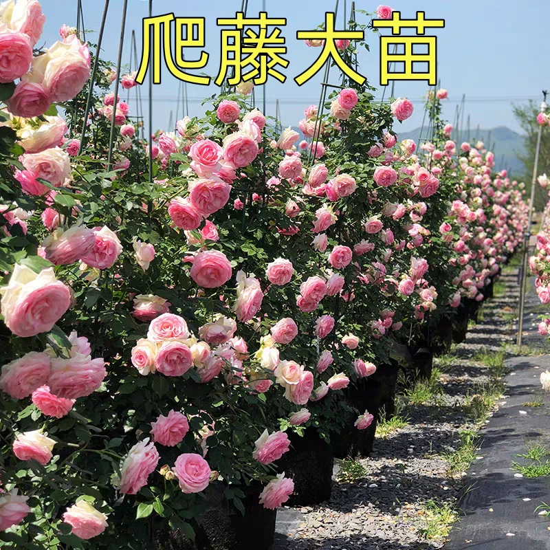 月季爬藤花苗蔷薇玫瑰藤本欧月庭院阳台绿植花卉浓香盆栽多季开花
