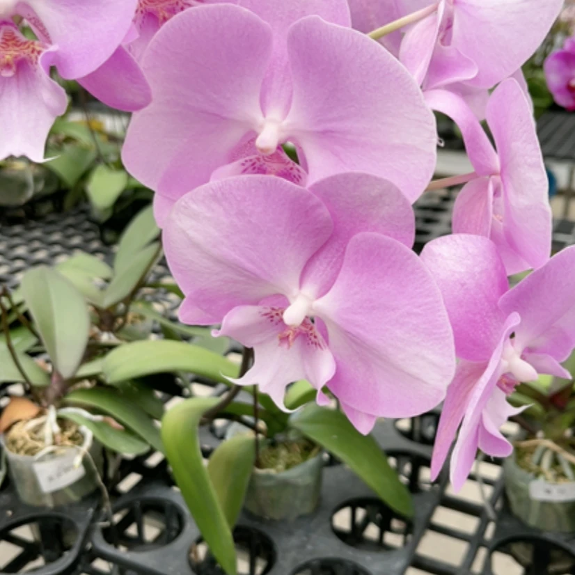 【瑕疵】锦绣一方1花剑带花三片叶3.0