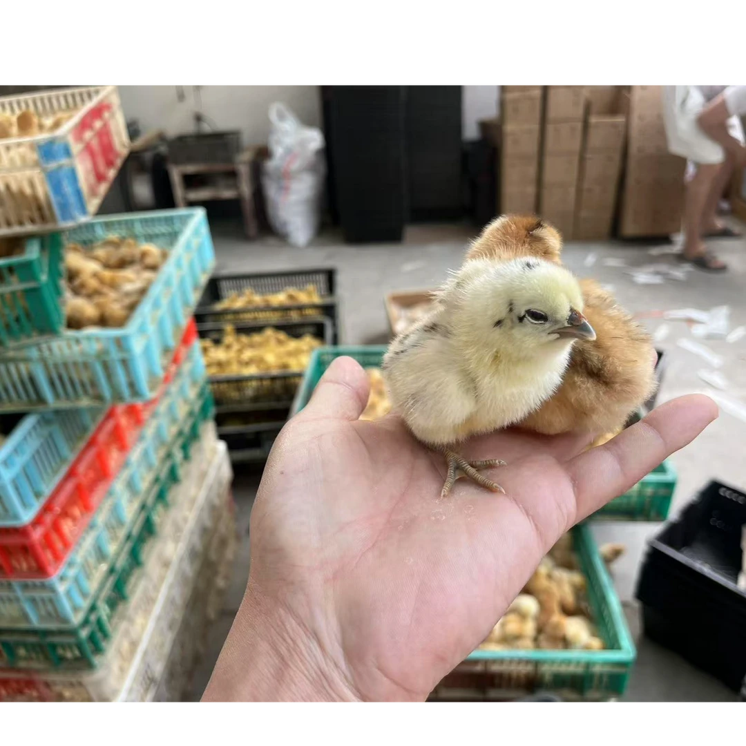 宠物土鸡麻鸡三黄黄土红瑶包邮到家(备注)