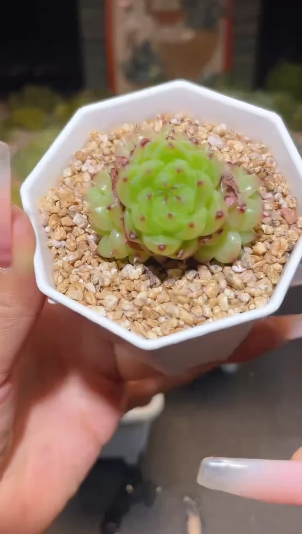 318  碧水晶晶兽  一物一拍