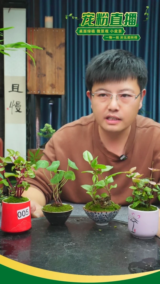 无花朵涵*苔藓微景观005号