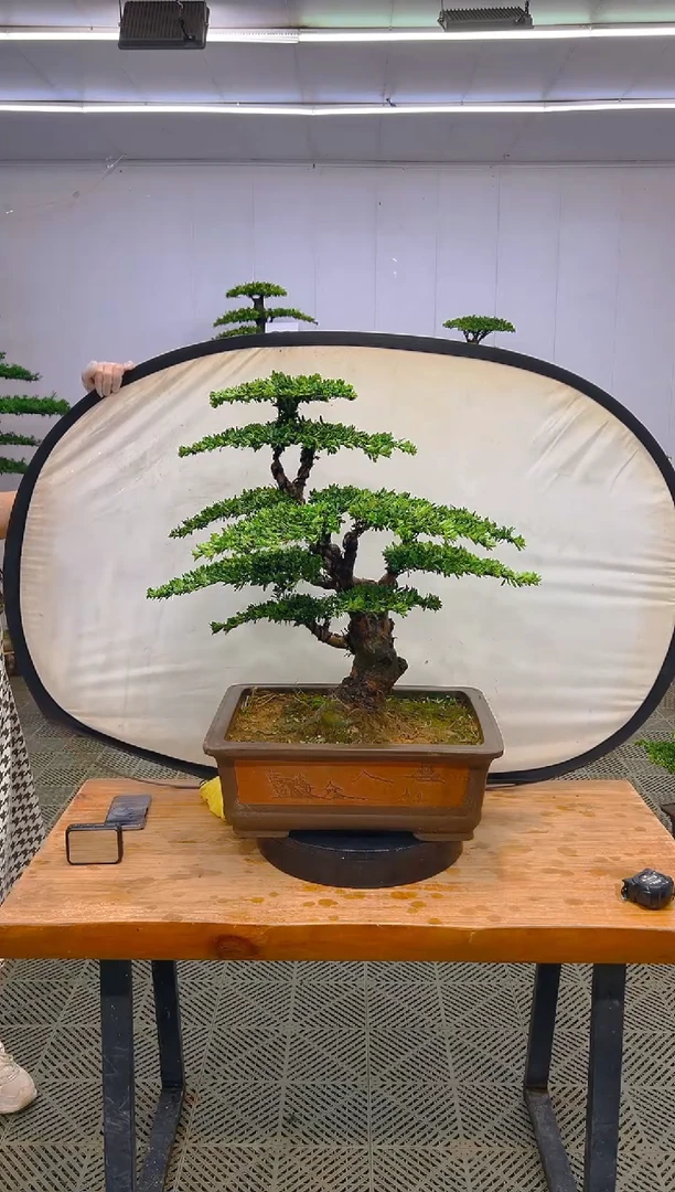 无花朵一物一拍一物一拍补差价