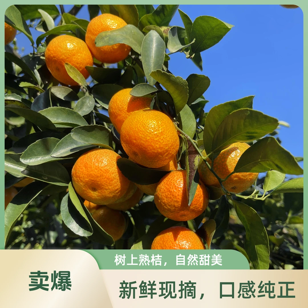 【官方补贴】正宗砂糖桔(广东次日达),超甜薄皮多汁化渣有机沙糖橘小橘子新鲜包邮甜整箱柑橘当季水果