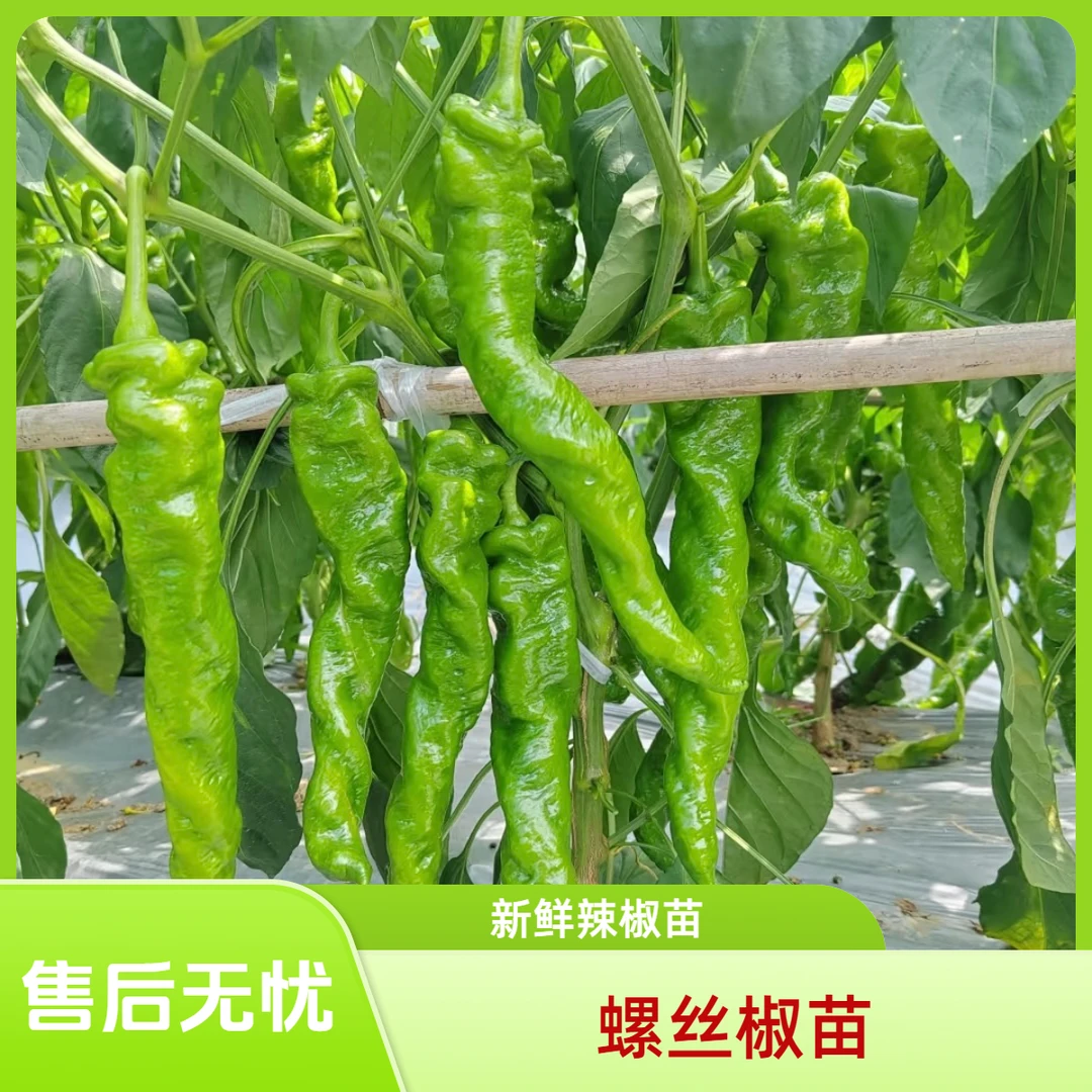 螺丝椒苗山东寿光蔬菜苗苗场直发蔬菜苗辣椒盆栽辣椒大田蔬菜种子
