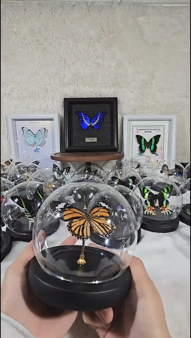 虎斑水晶球蝴蝶标本