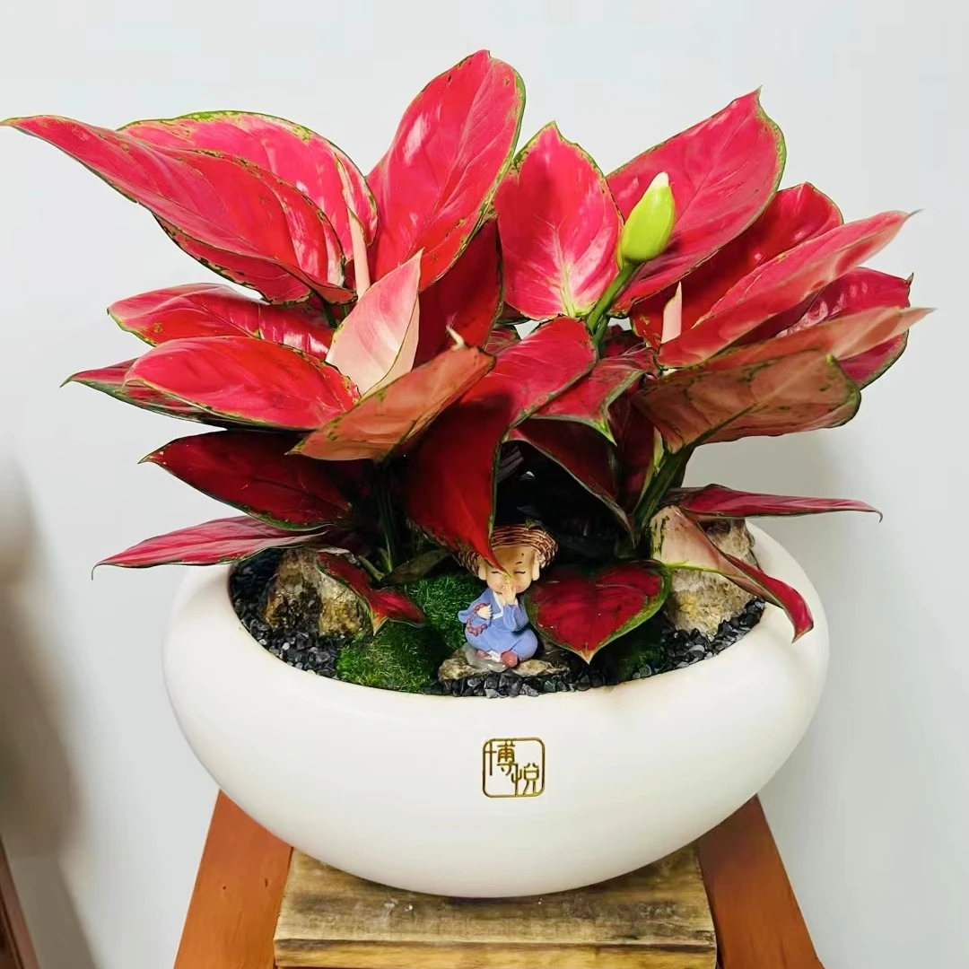 吉利红如意红盆景室内办公室客厅书房茶室彩叶高端绿植盆景