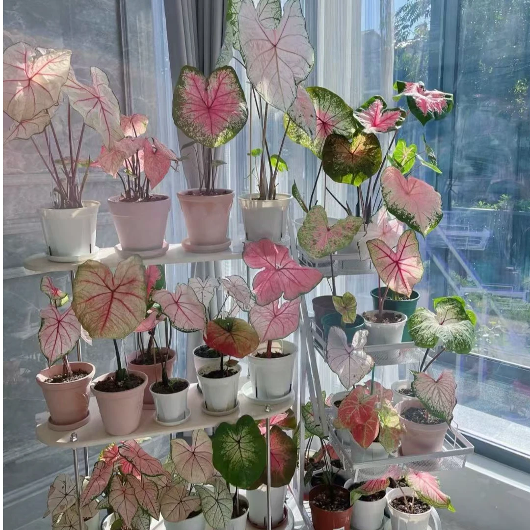 〖国产彩叶芋盆栽合集〗易活好养耐晒阳台客厅绿植耐热