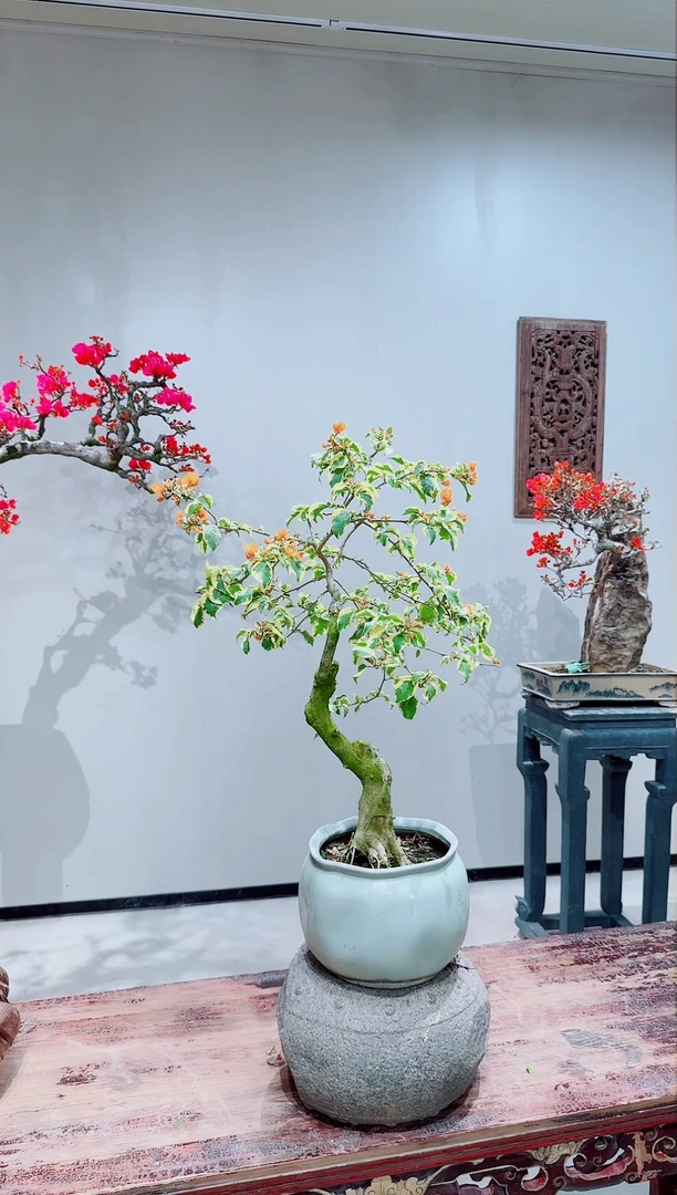 【闪购商品】盆景黎明三角洲