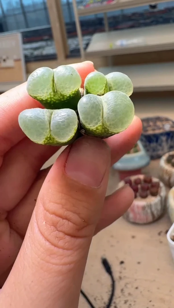 多肉植物肉锥16-230黑紫白窗