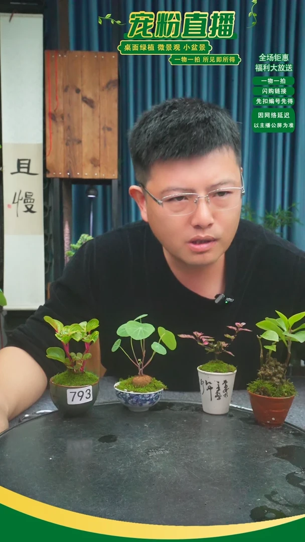 无花朵伴**生苔藓微景观793号