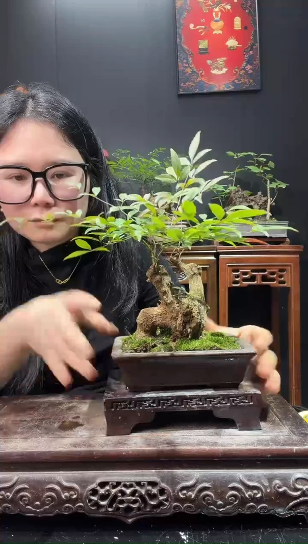 完全开放南天竹000