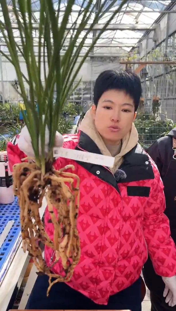 当前无花朵，栽培后可花朵下*步金岙素，，， 下一步