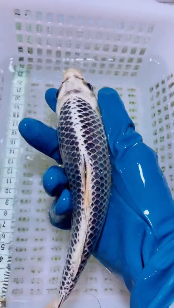 锦鲤血统锦鲤全场包邮14