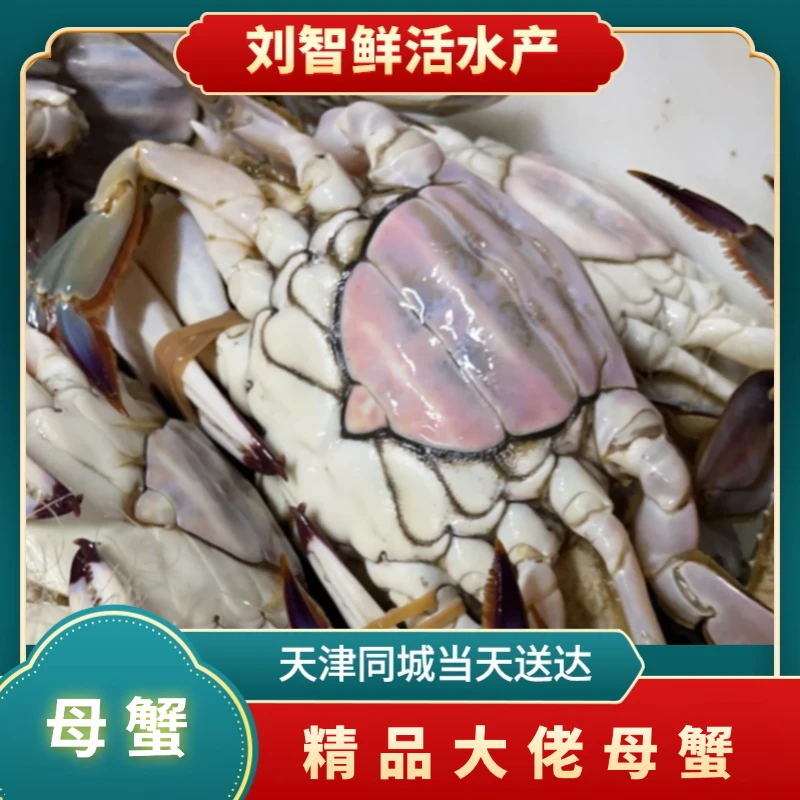 足黄大佬母蟹【保鲜不保活】（一只3-5两左右） 海产 2-6斤