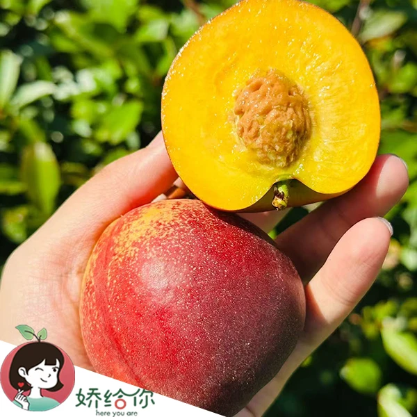 【顺丰包邮】新疆空运麻油桃新鲜应季水果约2.9斤左右框装香甜多汁