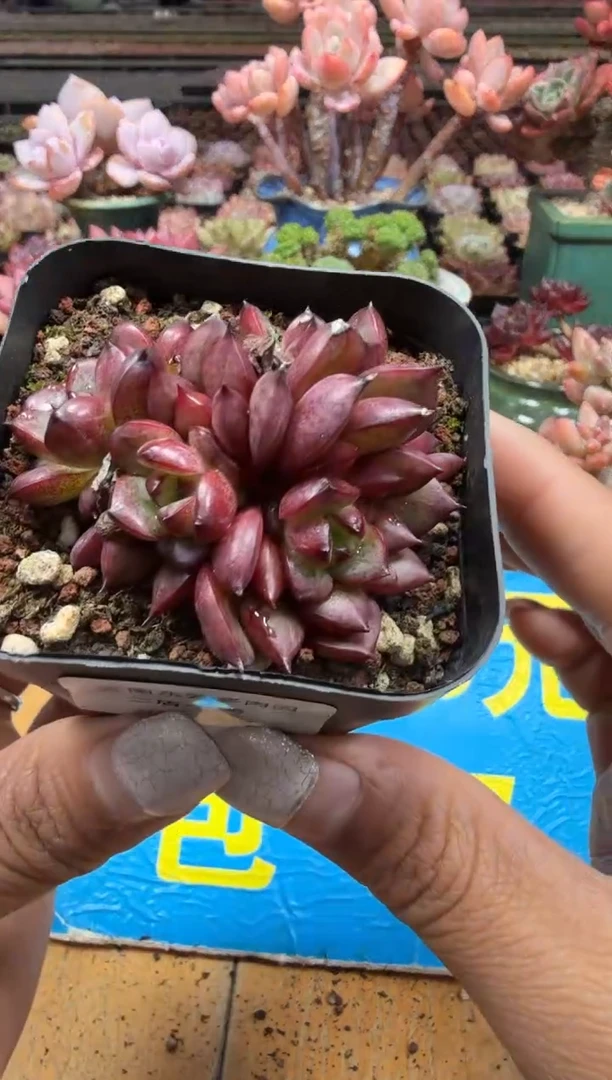 东云多肉园二店-88