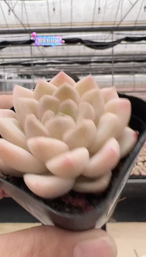 【闪购商品】新款多肉-22