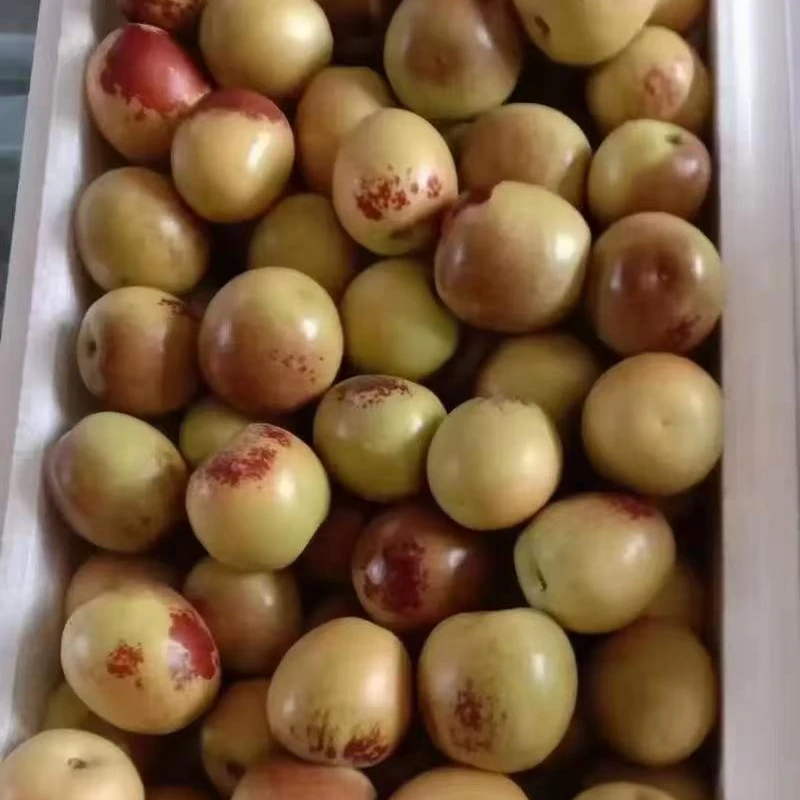 【富贵专属】新疆冬枣2公斤顺丰包邮补气血新疆维吾尔自治区