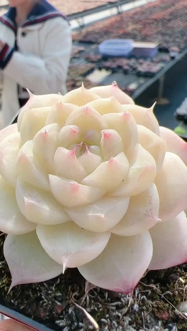 【闪购商品】新-72