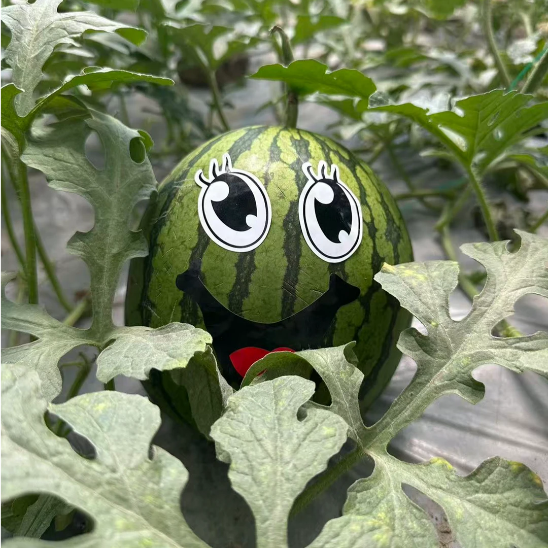 冰激凌特小凤礼品小西瓜2.5斤西瓜同城送新鲜辽宁省