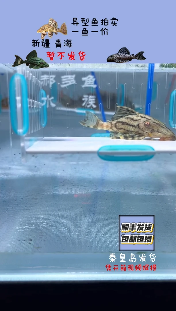 清道夫6.6不包入缸损50