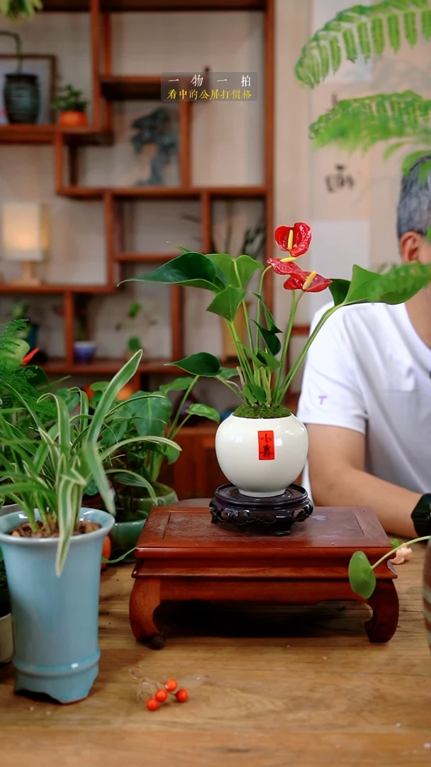 不开花植物下*天小红掌108