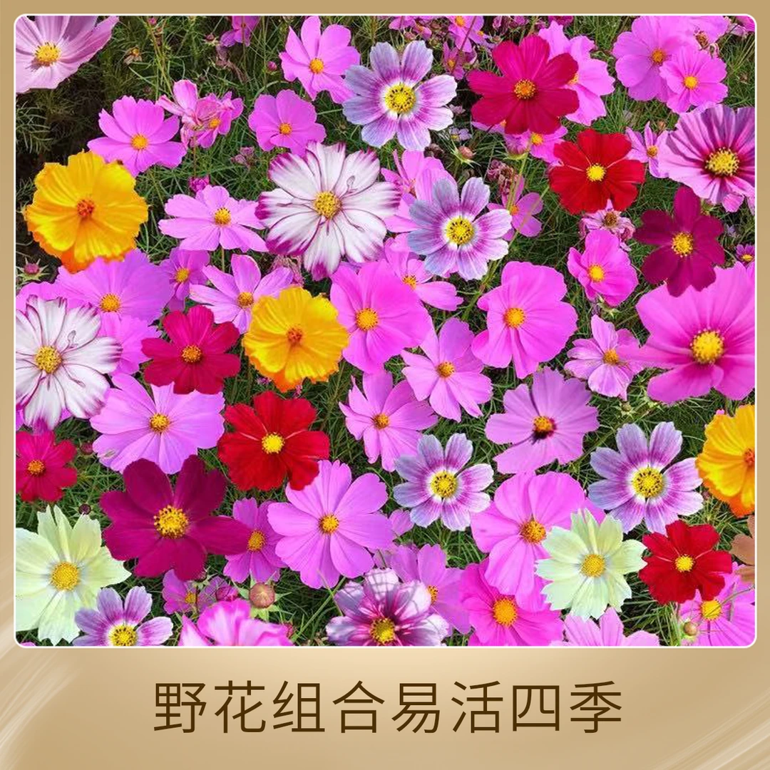 【宠粉福利】野花组合种子室外庭院易活花种子四季开花