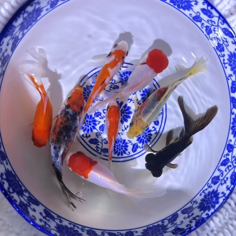 8条大尺寸【精品黑龙睛，兰花草，丹顶，狮头】冷水观赏鱼新手好养3号