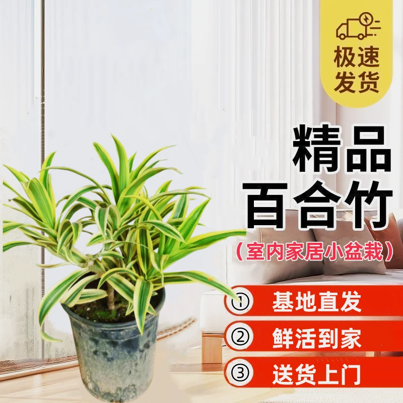 金边百合竹好摆放庭院懒人绿植盆栽室内植物好养活的绿植一帆风顺