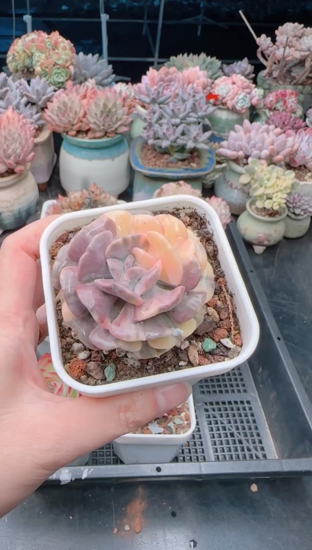 【闪购商品】7187雪精灵锦