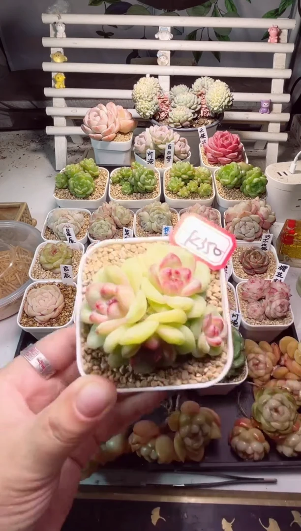 【闪购商品】K350霜月一物一拍