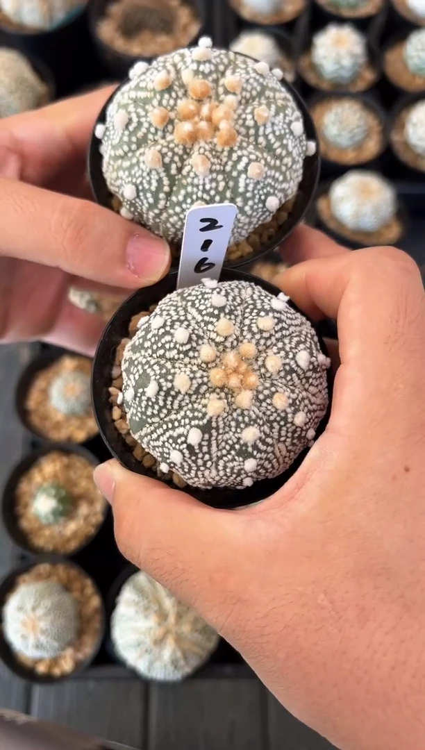 喵**咪两颗毛羽立实生根星兜，编码216