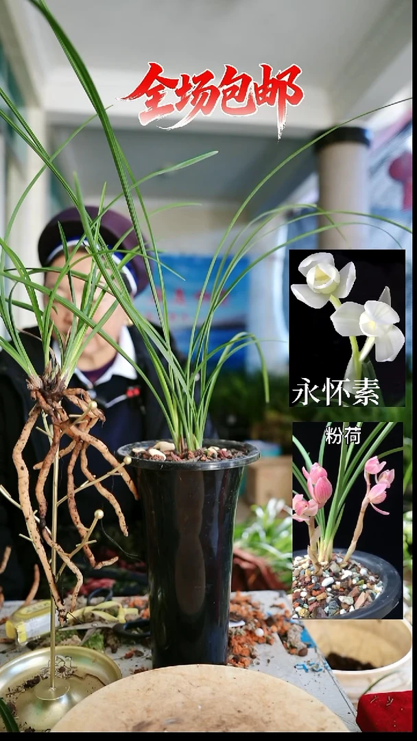 当前无花栽培后可以开花粉荷 永怀